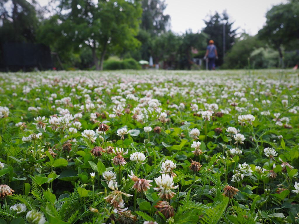 Zaniechany trawnik z koniczyną białą. Fot. Małgorzata Piszczek